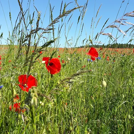 Kamminke, Hofschaft Am Haff Kamminke